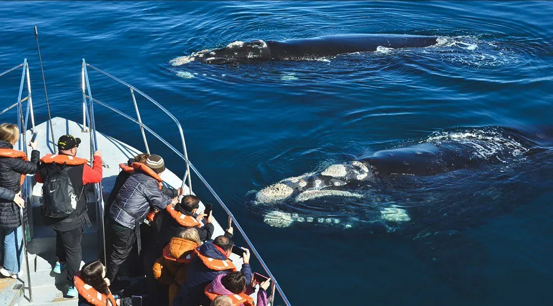 Peninsula Valdes Puerto Madryn Whales 