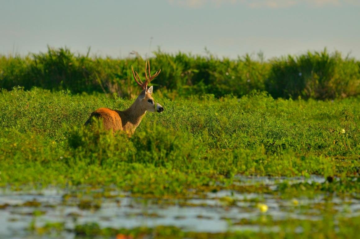 ibera wetlands argentina 