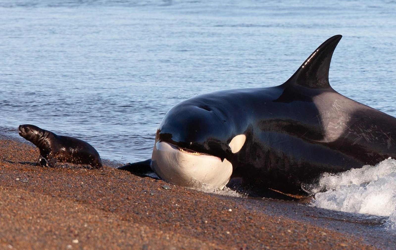 orca peninsula valdes