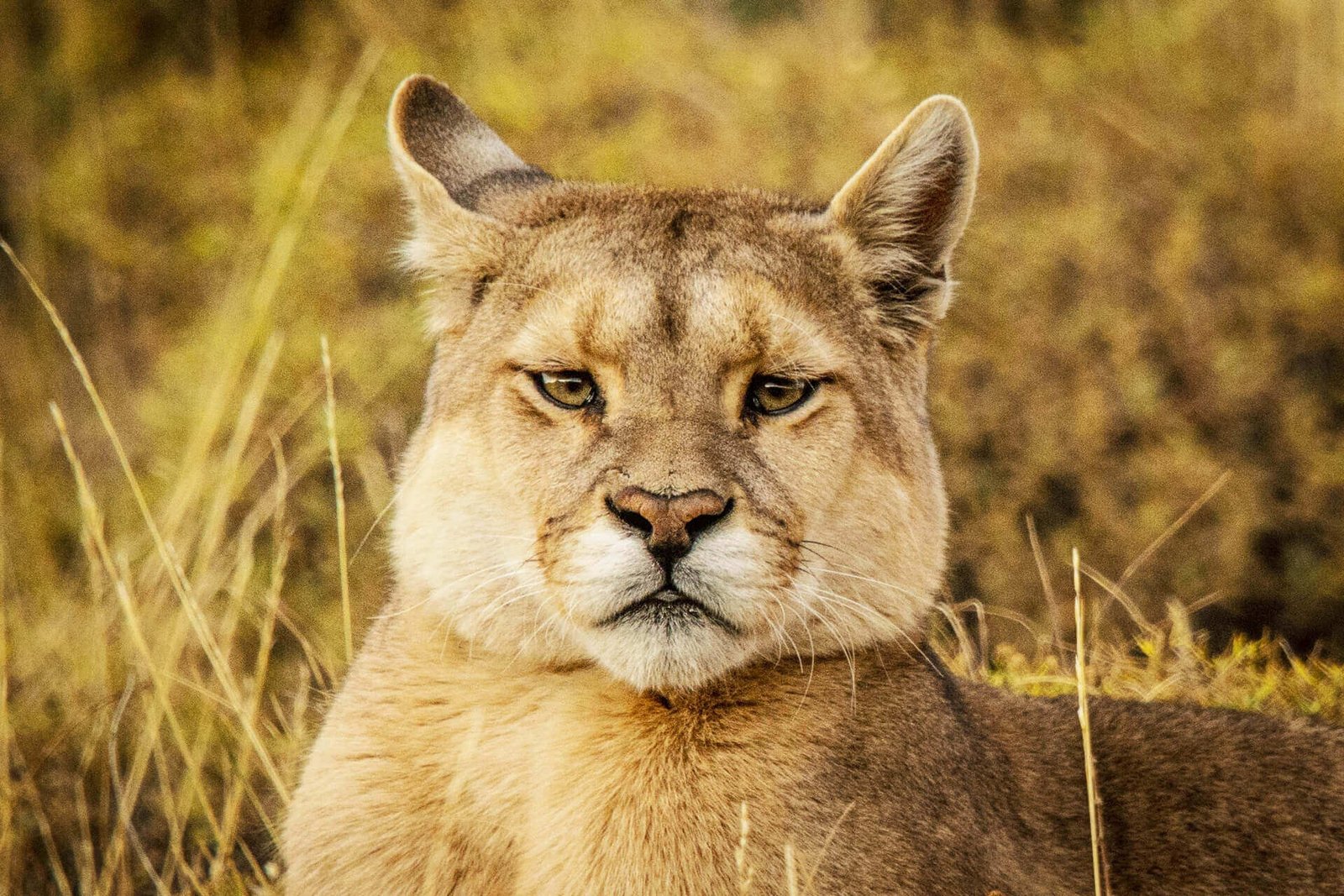 puma tracking torres del paine patagonia chile