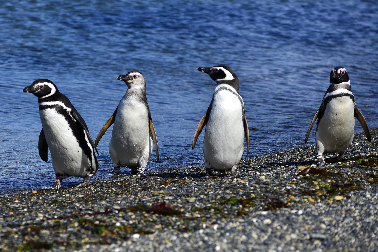 penguins isla martillo ushuaia argentina