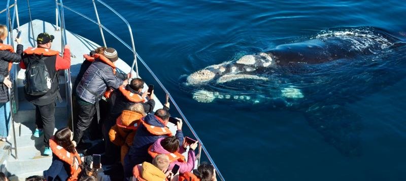 Best of Peninsula Valdes and Puerto Madryn