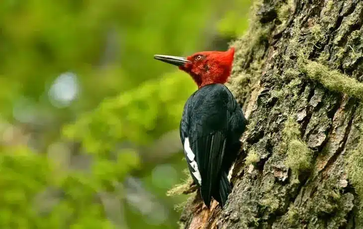 tierra-del-fuego-national-park-maguellanic-woodpecker (1)