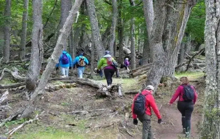 vinciguerra-glacier-ushuaia-forest